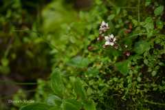 Saxifraga pseudopallida